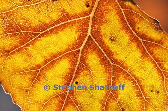 winter leaf 1 graphic